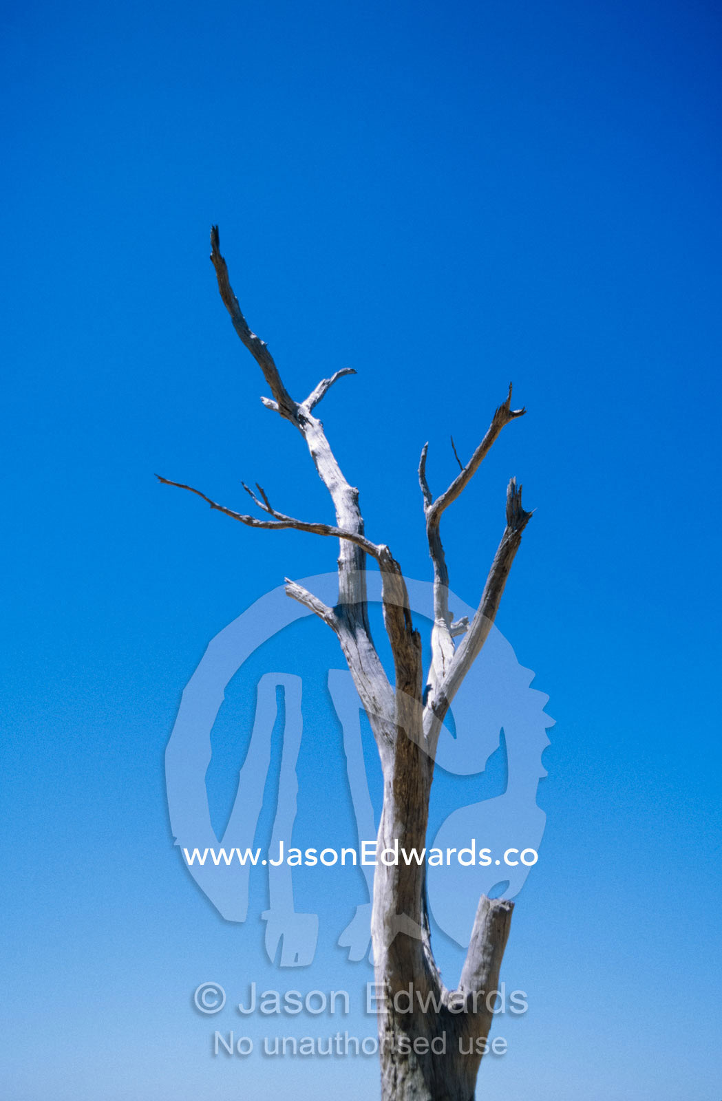 The silhouette of a dead tree stag against a clear blue sky. Near Rheola, Central Victoria, Australia.