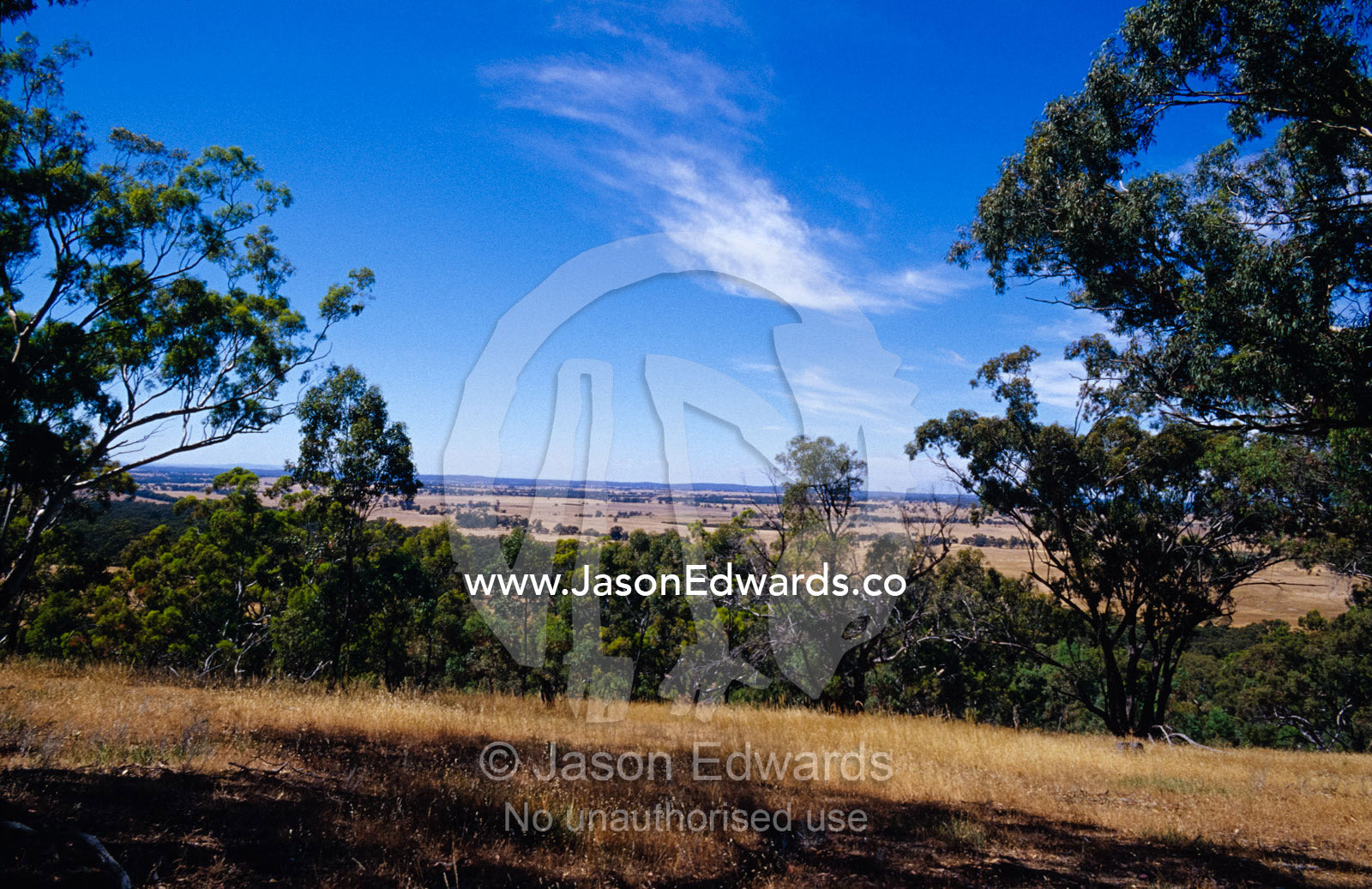 Box Ironbark Tree woodland on a hilltop overlooking farmland. Near Rheola, Central Victoria, Australia.