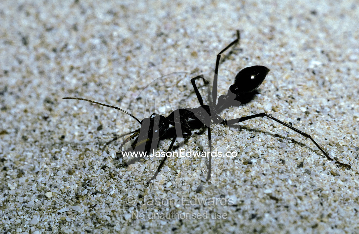 A Bull Ant with jaws opened and antennae alert hunting on a sand dune. Kangaroo Island, Little Sahara National Park, South Australia.