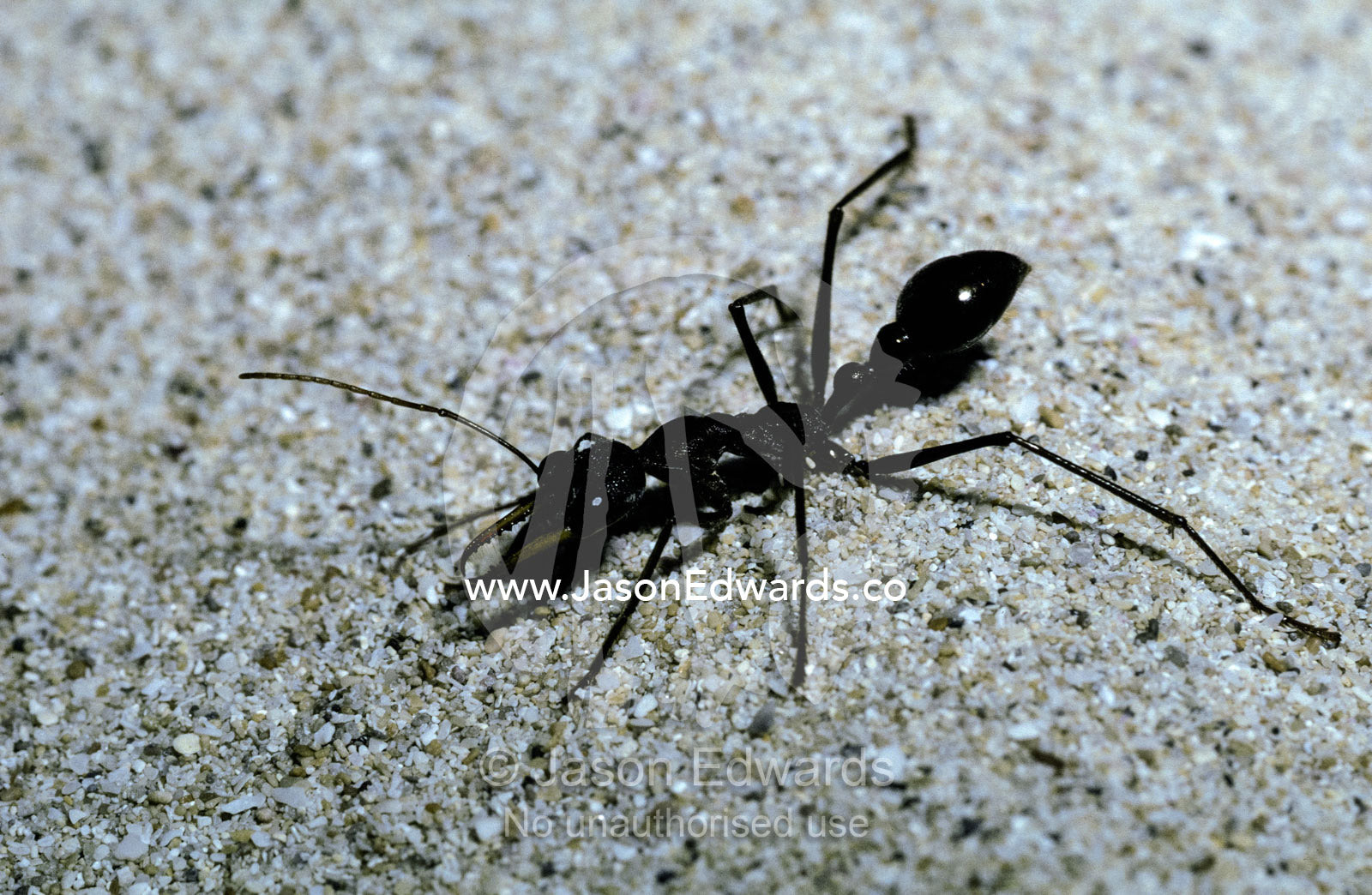 A Bull Ant with jaws opened and antennae alert hunting on a sand dune. Kangaroo Island, Little Sahara National Park, South Australia.