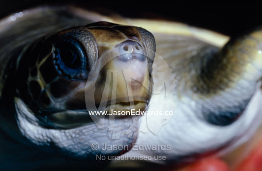A Vulnerable Flatback Sea Turtle held in its Keepers hands. Merimbula Aquarium, New South Wales, Australia.
