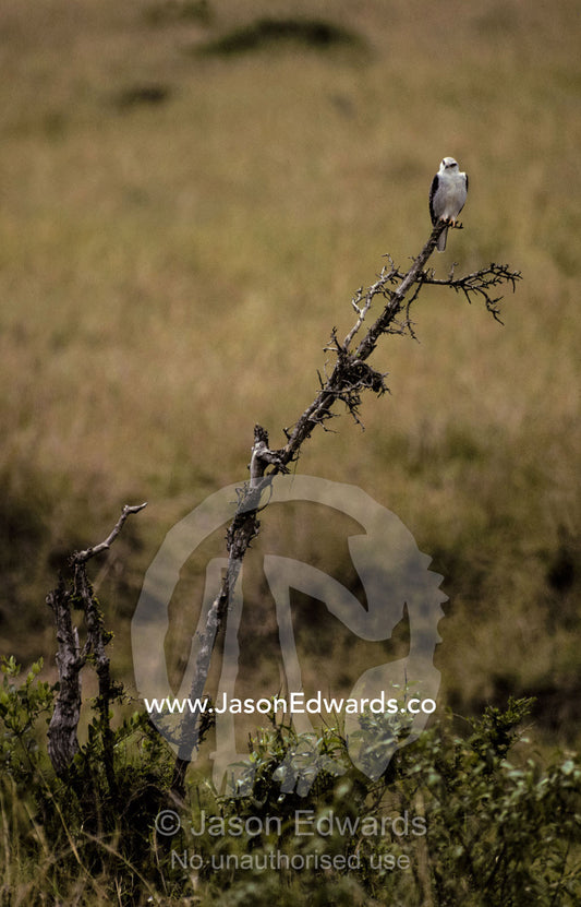 A Black Shouldered Kite roosting on a dead tree searching for prey. Masai Mara National Park, Kenya.
