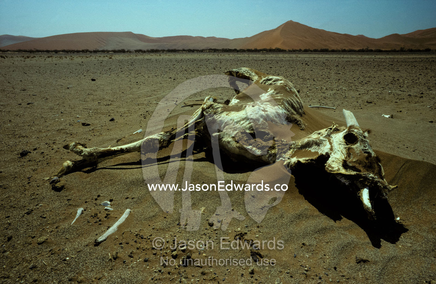 A desiccated Gemsbok skeleton rests amongst the baking sand dunes. Great Southern Dune Field, Skeleton Coast, Namibia.