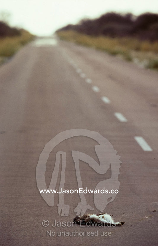 A dead Scrub Hare the victim of roadkill on a deserted highway. Etosha National Park, Namibia