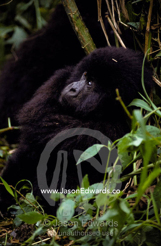 An endangered Mountain Gorilla peers through the rainforest foliage. Parc Nationale de Virunga, Zaire, Democratic Republic of the Congo.