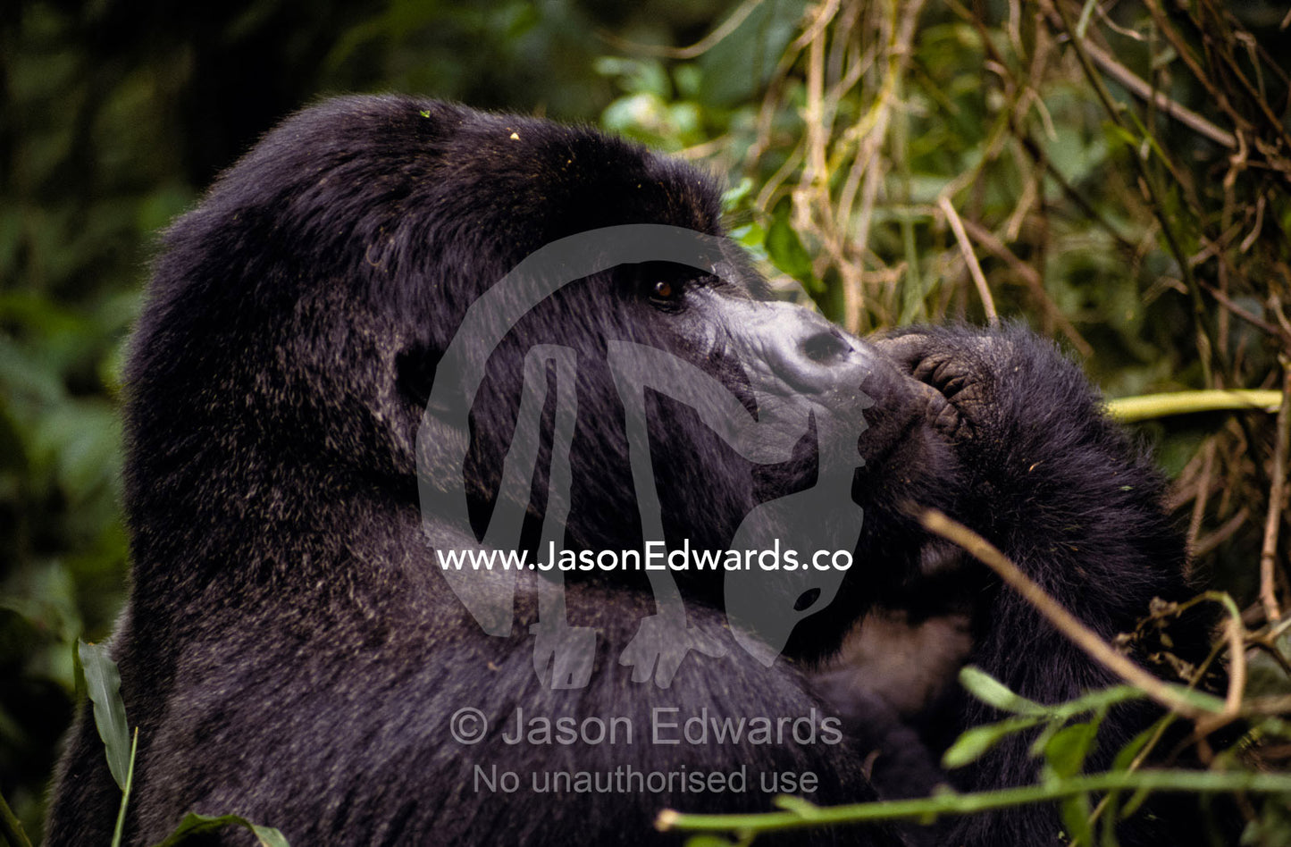 An endangered male Silverback Mountain Gorilla feeding in the forest. Parc Nationale de Virunga, Zaire, Democratic Republic of the Congo.