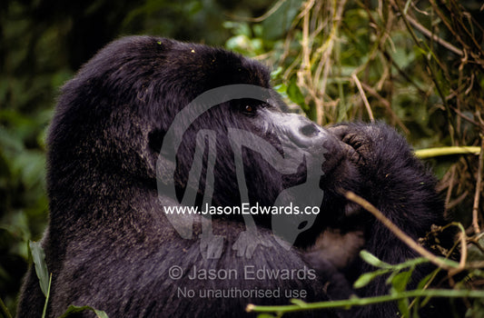 An endangered male Silverback Mountain Gorilla feeding in the forest. Parc Nationale de Virunga, Zaire, Democratic Republic of the Congo.