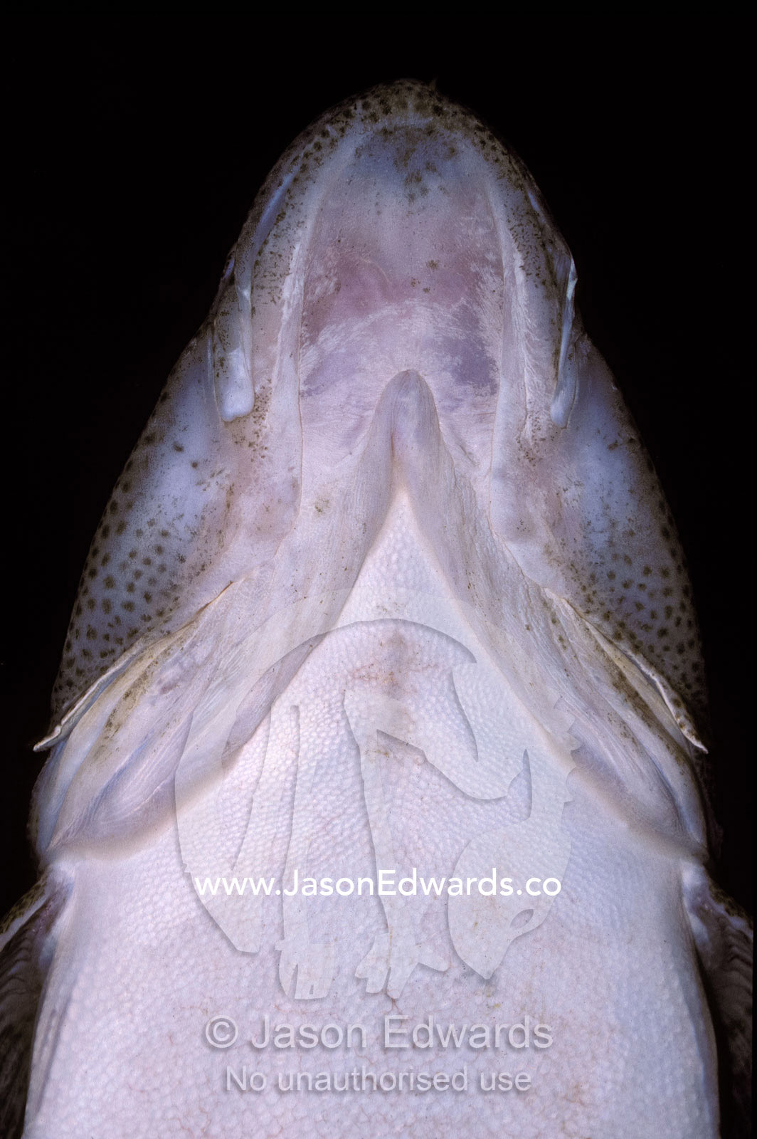 The alien-looking mouth, gills and jaw of a Flathead fish from below. Darling Harbour Aquarium, New South Wales, Australia.