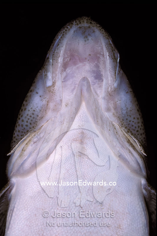 The alien-looking mouth, gills and jaw of a Flathead fish from below. Darling Harbour Aquarium, New South Wales, Australia.