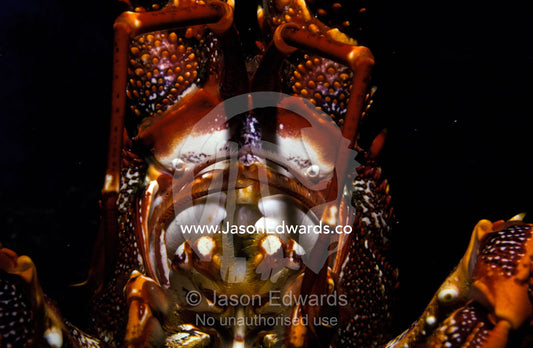 An alien Southern Rock Lobster jaws, pincer filaments and mouth parts. Kangaroo Island, South Australia.