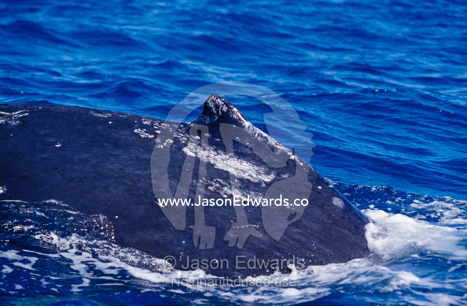 The dorsal fin of a Humpback Whale submerging from the ocean surface. Platypus Bay, Hervey Bay, Queensland, Australia.