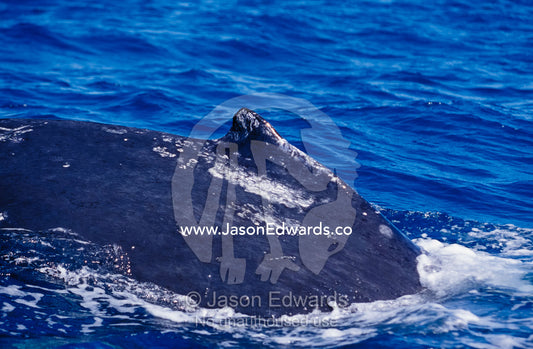 The dorsal fin of a Humpback Whale submerging from the ocean surface. Platypus Bay, Hervey Bay, Queensland, Australia.