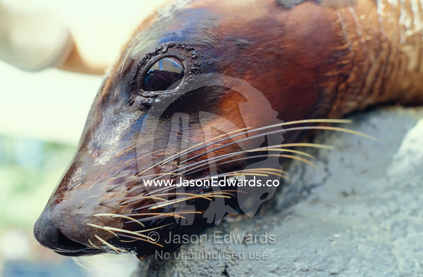 Portrait of an Australian Fur Seal resting its wet head on a rock. Melbourne Zoo, Victoria, Australia.