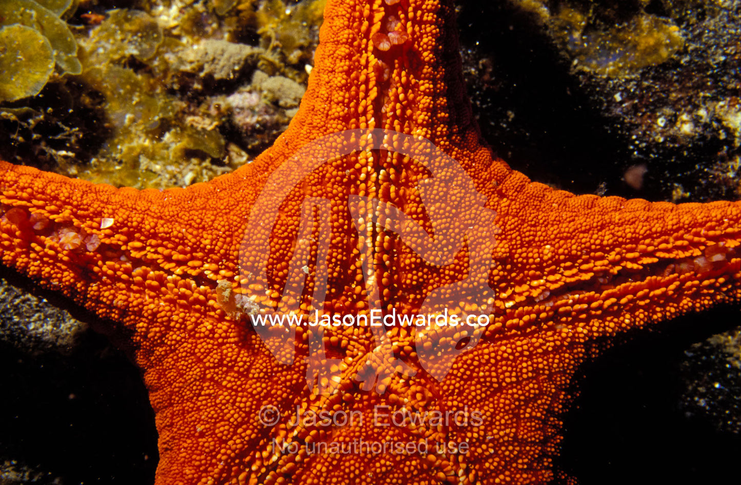The underside texture detail of a Sea Star, Asterodiscides Truncatus. Merimbula, New South Wales, Australia.