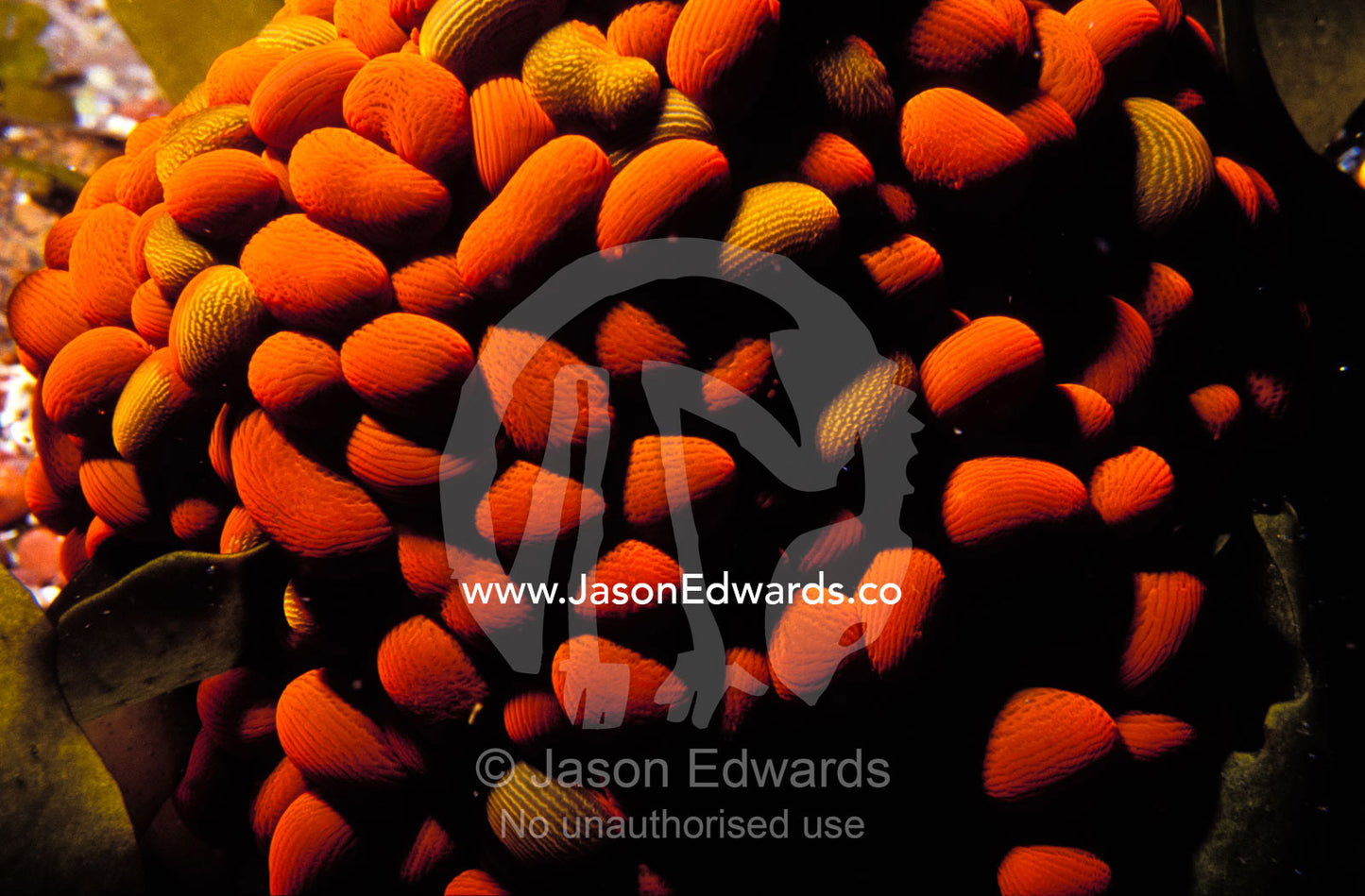 The Colonial Cnidarian aka Wandering Jelly Bean or Swimming Anemone. Merimbula, New South Wales, Australia.