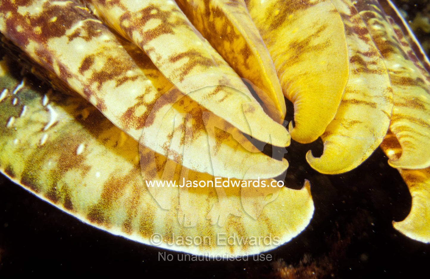 The golden yellow and brown marking of a Giant Cuttlefish's tentacles. Portsea Pier, Victoria, Australia.