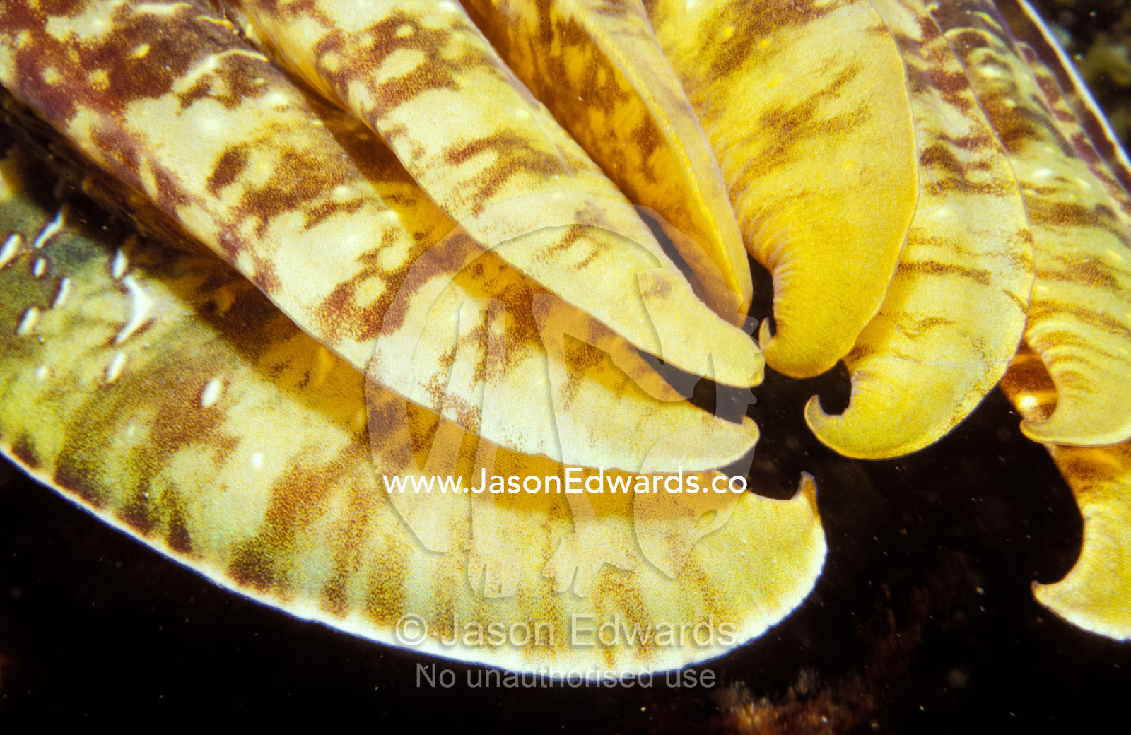 The golden yellow and brown marking of a Giant Cuttlefish's tentacles. Portsea Pier, Victoria, Australia.