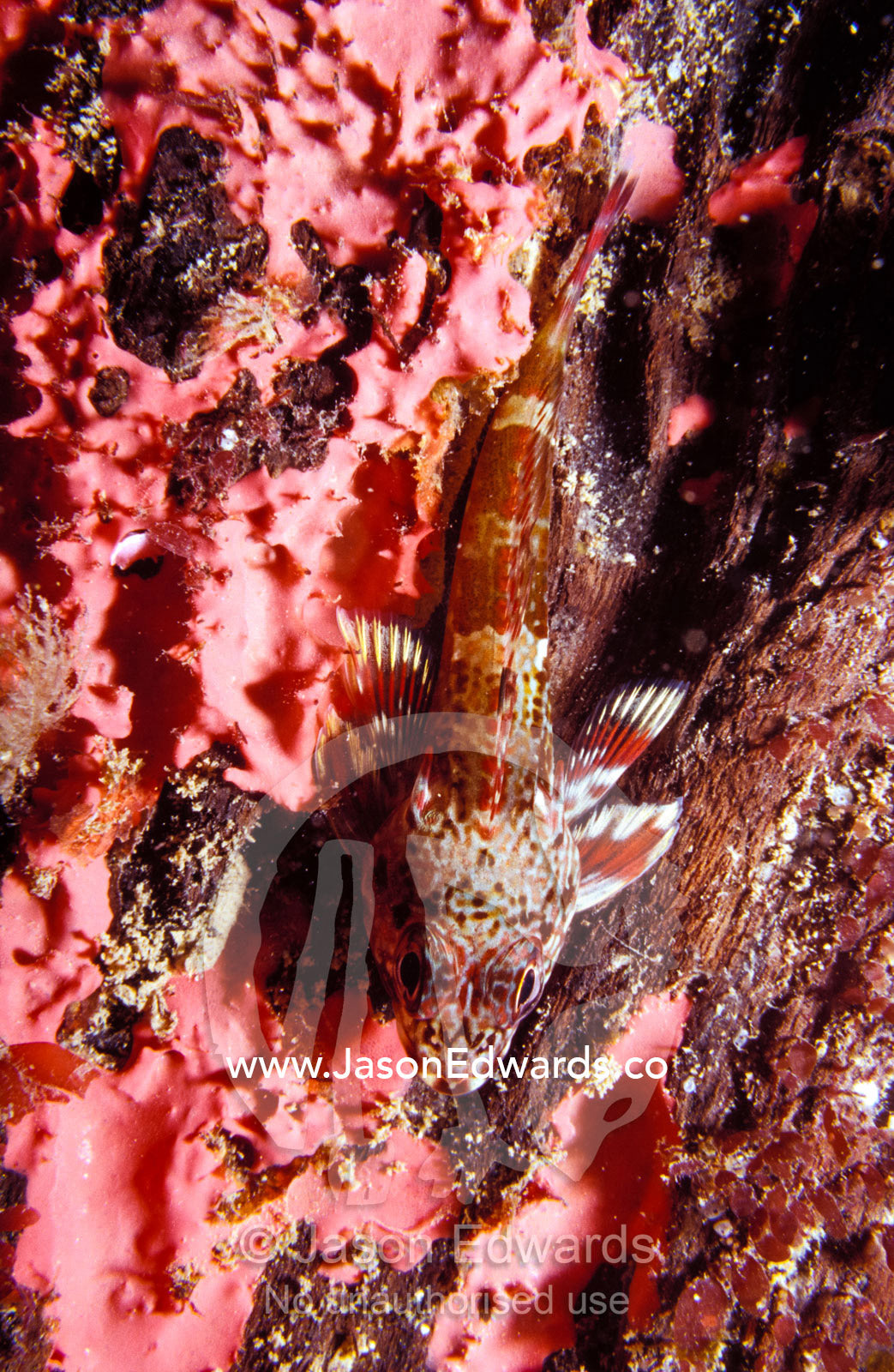 The camouflaged Dragonet or Stink Fish, resting on a pier pylon. Portsea Pier, Victoria, Australia.