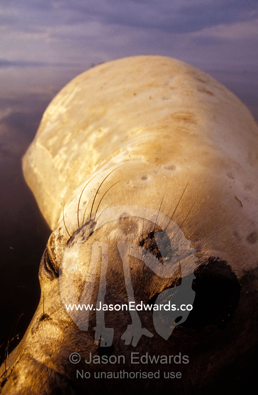 Closeup of a vulnerable Southern Elephant Seal resting in the ocean. Point Henry, Victoria, Australia.