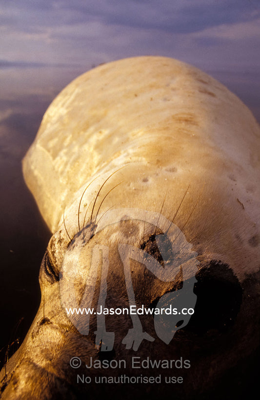 Closeup of a vulnerable Southern Elephant Seal resting in the ocean. Point Henry, Victoria, Australia.