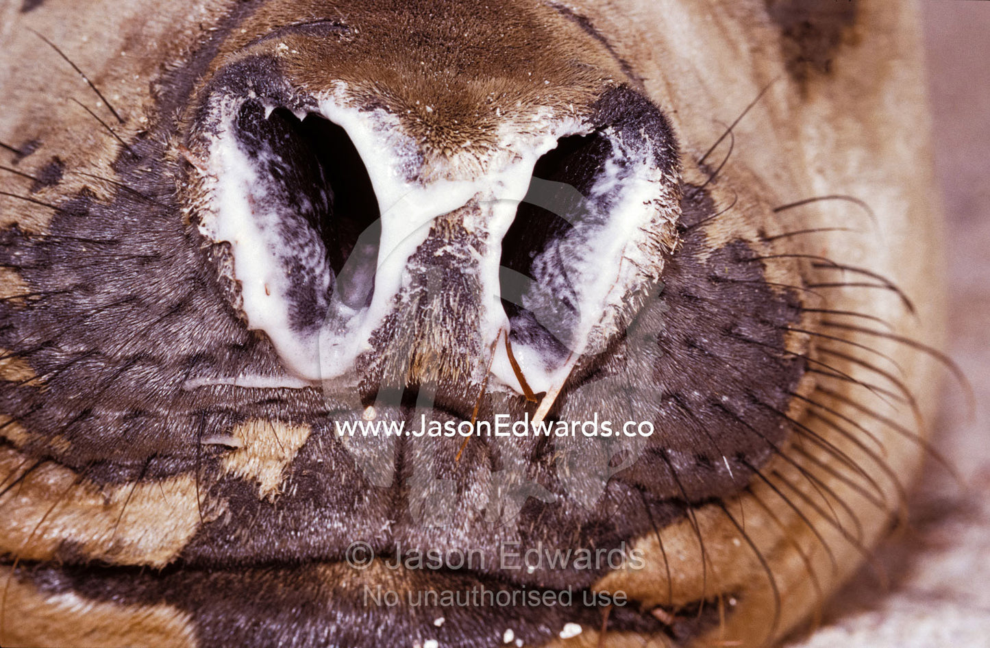 Close-up of a Vulnerable Southern Elephant Seal's nostrils and mucus. Point Henry, Victoria, Australia.