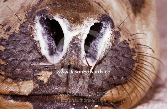 Close-up of a Vulnerable Southern Elephant Seal's nostrils and mucus. Point Henry, Victoria, Australia.