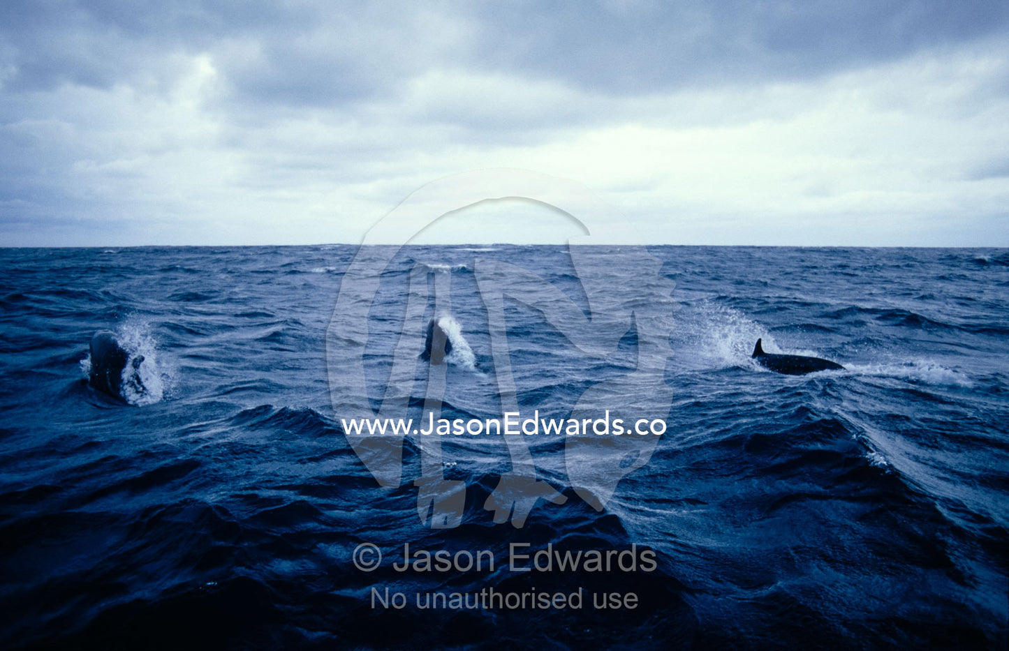 False Killer Whales leaping and breaching on a stormy ocean surface. Tathra Canyons, Merimbula, New South Wales, Australia.