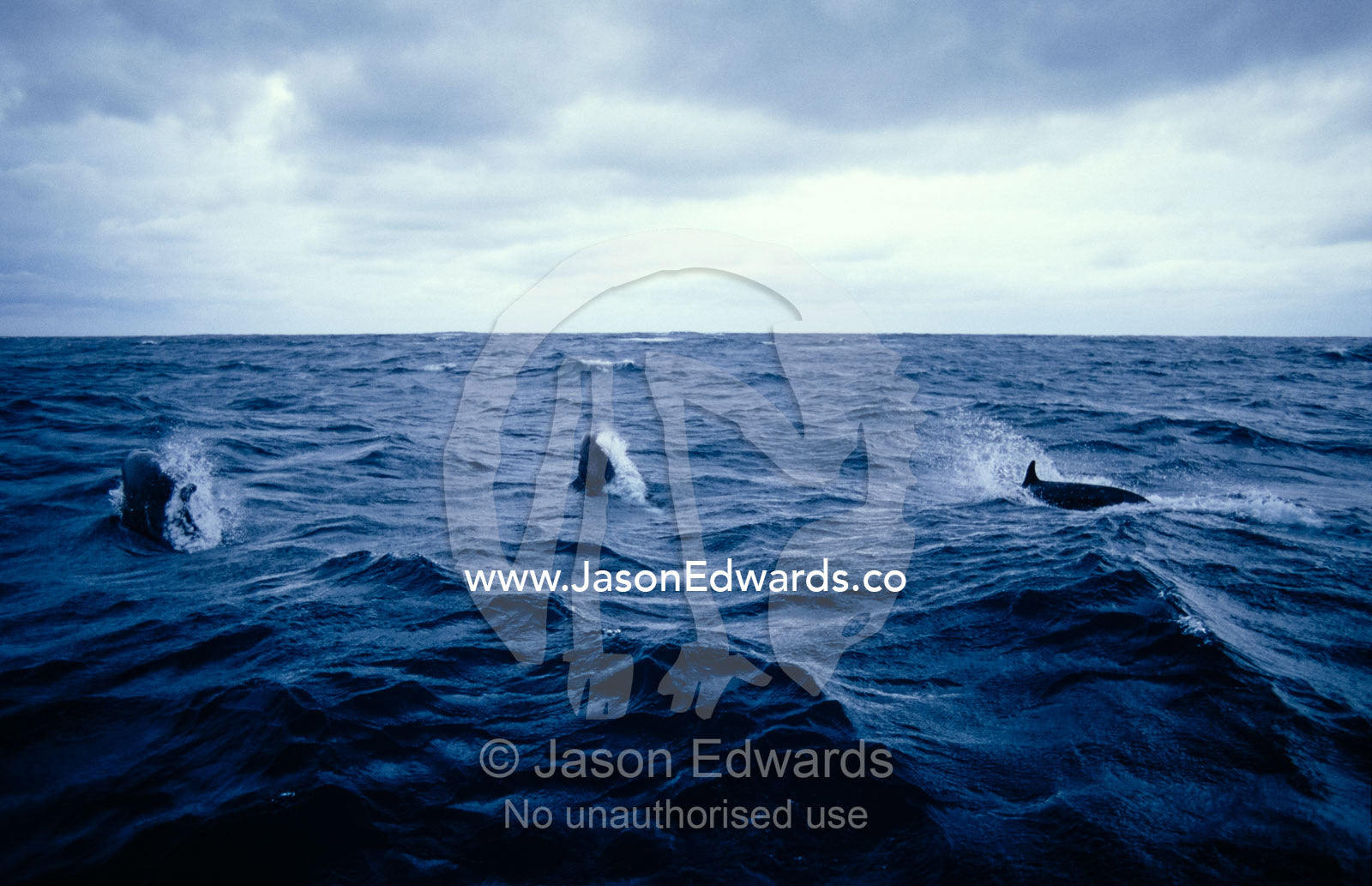 False Killer Whales leaping and breaching on a stormy ocean surface. Tathra Canyons, Merimbula, New South Wales, Australia.