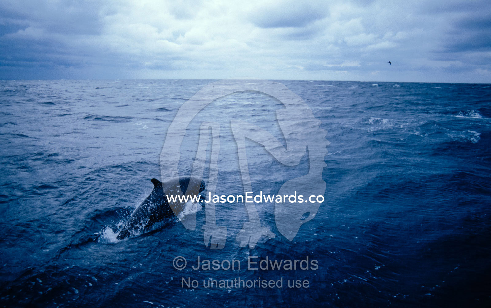 A False Killer Whale leaps over the stormy ocean surface. Tathra Canyons, Merimbula, New South Wales, Australia