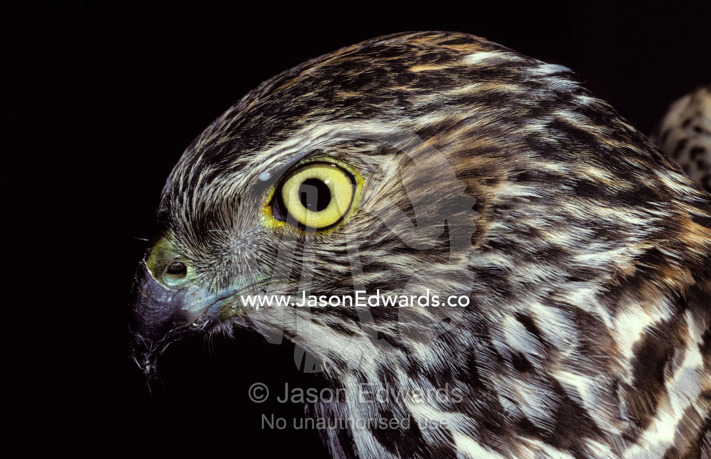 The piercing stare of a Brown Goshawk's yellow eye. Melbourne Zoo, Victoria, Australia.