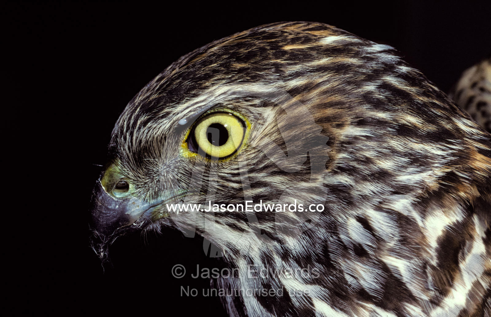 The piercing stare of a Brown Goshawk's yellow eye. Melbourne Zoo, Victoria, Australia.