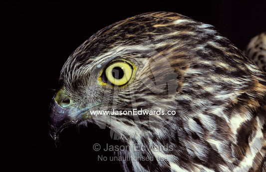 The piercing stare of a Brown Goshawk's yellow eye. Melbourne Zoo, Victoria, Australia.