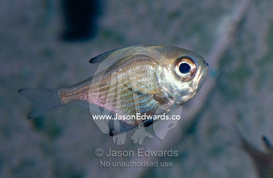 The beautiful silver scales of a Common Bullseye fish. Merimbula Aquarium, New South Wales, Australia.