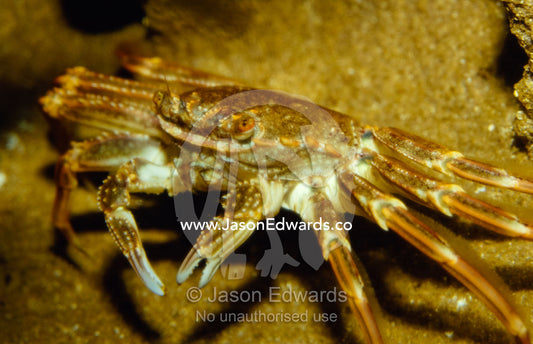A Red Bait Crab with long legs hiding in cave shelter. Merimbula Aquarium, New South Wales, Australia.