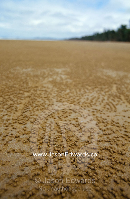 Sand balls created by Crabs feeding on a beach at low tide. Mission Beach, Queensland, Australia.