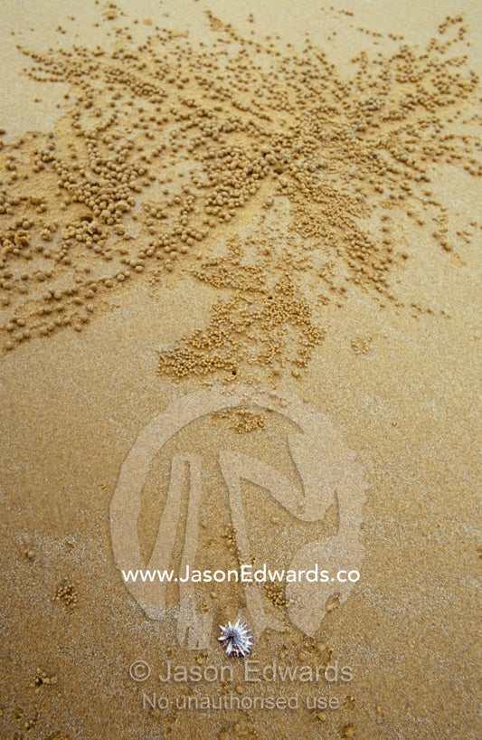 Sand balls created by Crabs feeding on a beach at low tide. Mission Beach, Queensland, Australia.