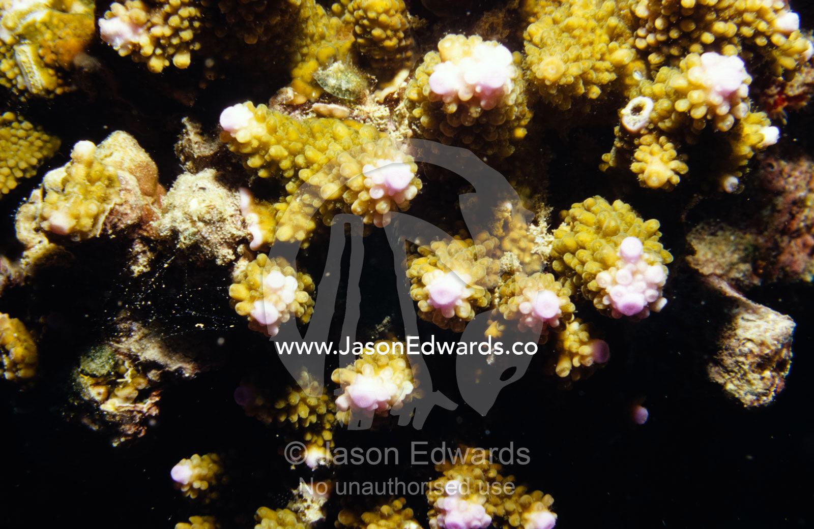 The textured nodules of the arms of a Staghorn Coral Acropora species. Rawai Beach, Phuket, Thailand.