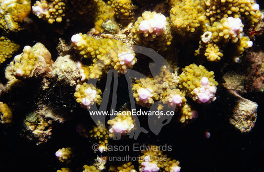 The textured nodules of the arms of a Staghorn Coral Acropora species. Rawai Beach, Phuket, Thailand.