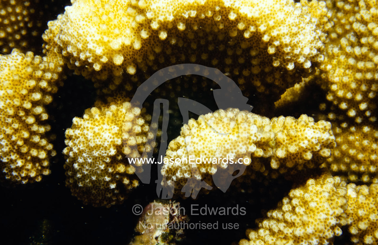 The textured nodules of the arms of a Pocillopora Coral species. Rawai Beach, Phuket, Thailand.