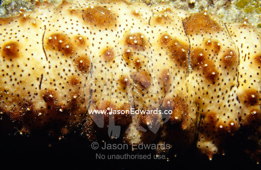 The alien skin surface of a Graeffes Sea Cucumber Bohadschia Graeffei. Racha Yai Island, Phuket, Thailand.