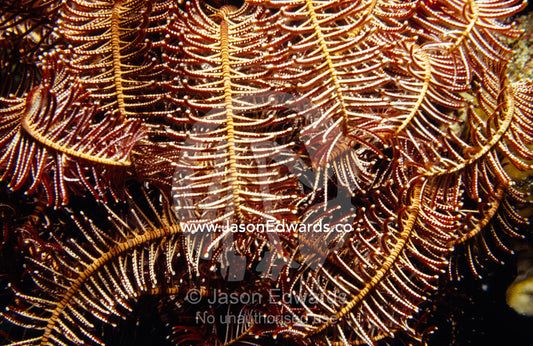 The delicate tendrils of a Crinoid Featherstar wave through the water. Racha Yai Island, Phuket, Thailand.