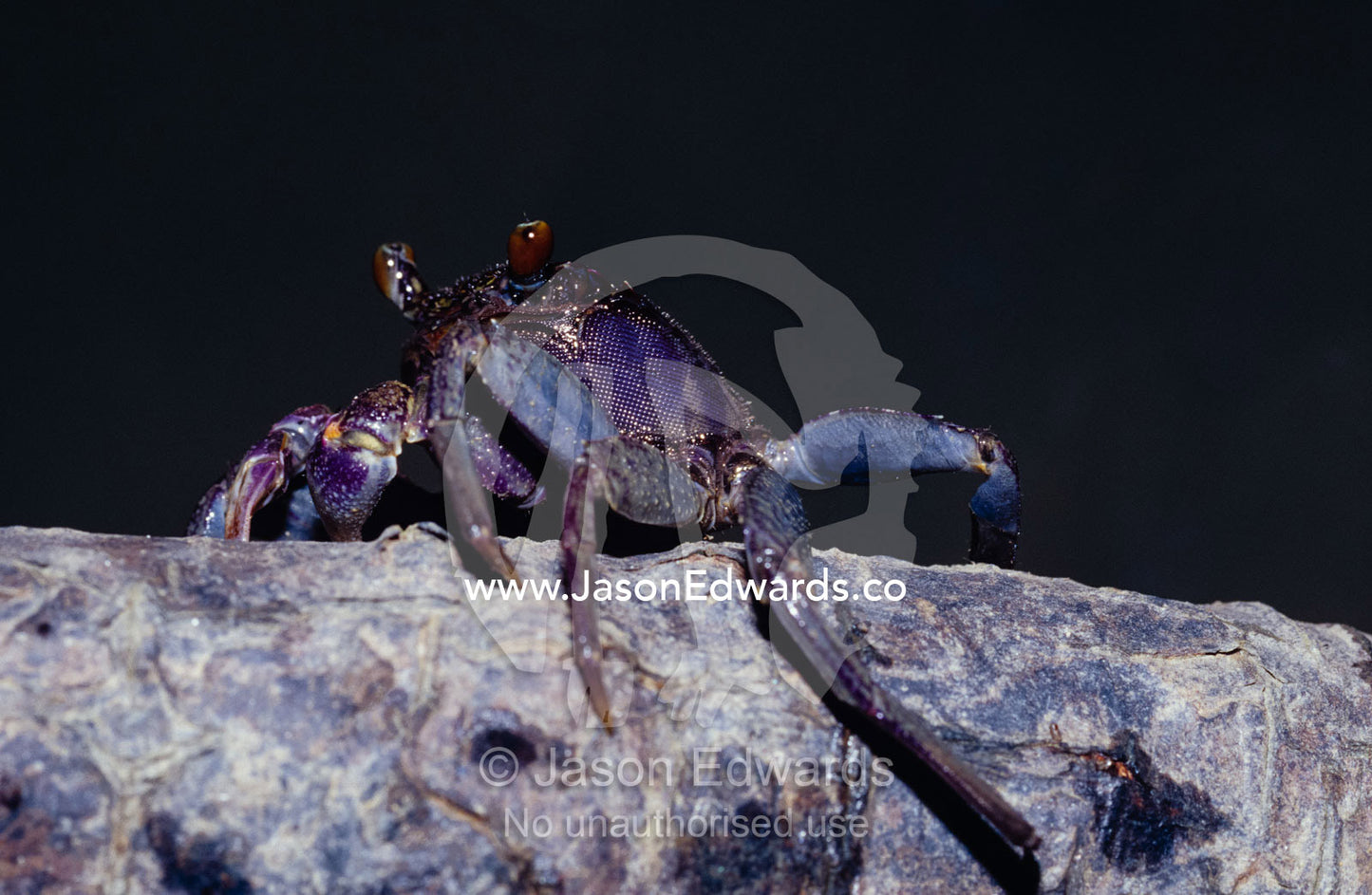 A bright purple Mangroves Crab climbing a mangrove tree to sunbask. Koh Hong, Phang Nga National Park, Phuket, Thailand.