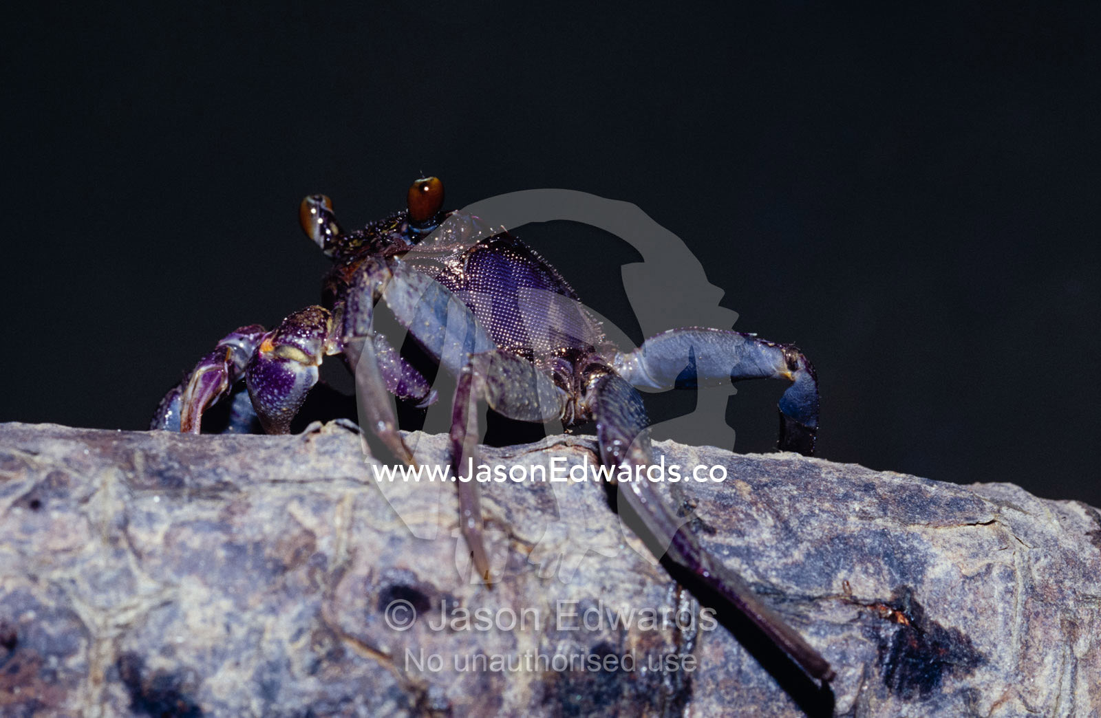 A bright purple Mangroves Crab climbing a mangrove tree to sunbask. Koh Hong, Phang Nga National Park, Phuket, Thailand.