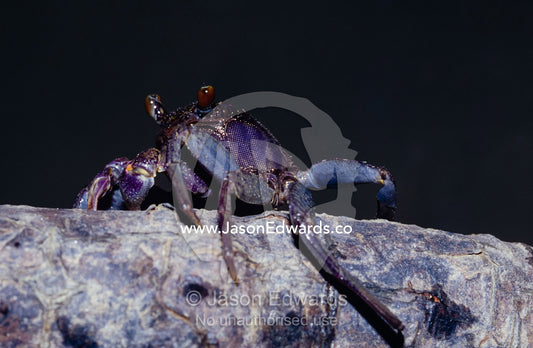 A bright purple Mangroves Crab climbing a mangrove tree to sunbask. Koh Hong, Phang Nga National Park, Phuket, Thailand.