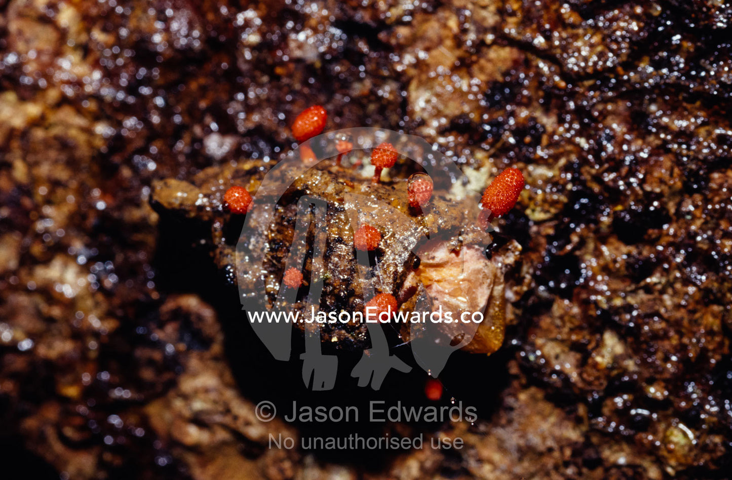 Bright red fungi emerge from the rotting wood of a fallen forest tree. Bang Pae Waterfall, Phuket, Thailand.