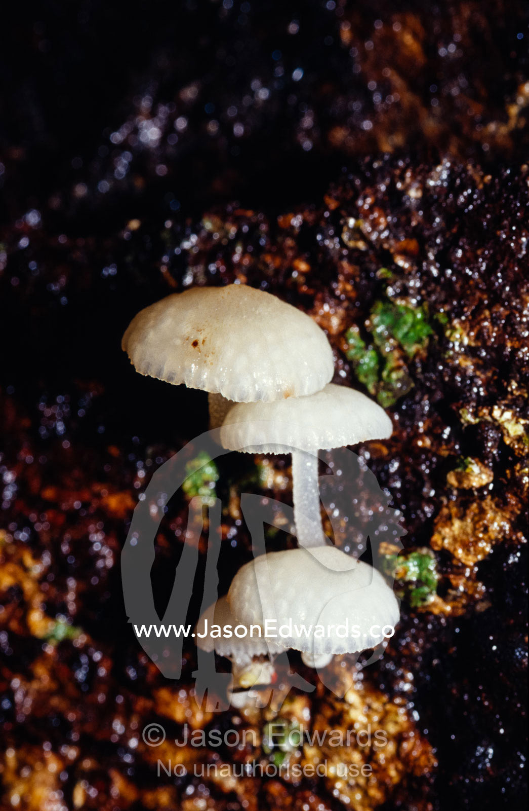 Bright fungi emerge from the rotting wood of a fallen rainforest tree. Bang Pae Waterfall, Phuket, Thailand.