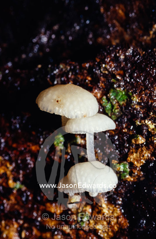 Bright fungi emerge from the rotting wood of a fallen rainforest tree. Bang Pae Waterfall, Phuket, Thailand.