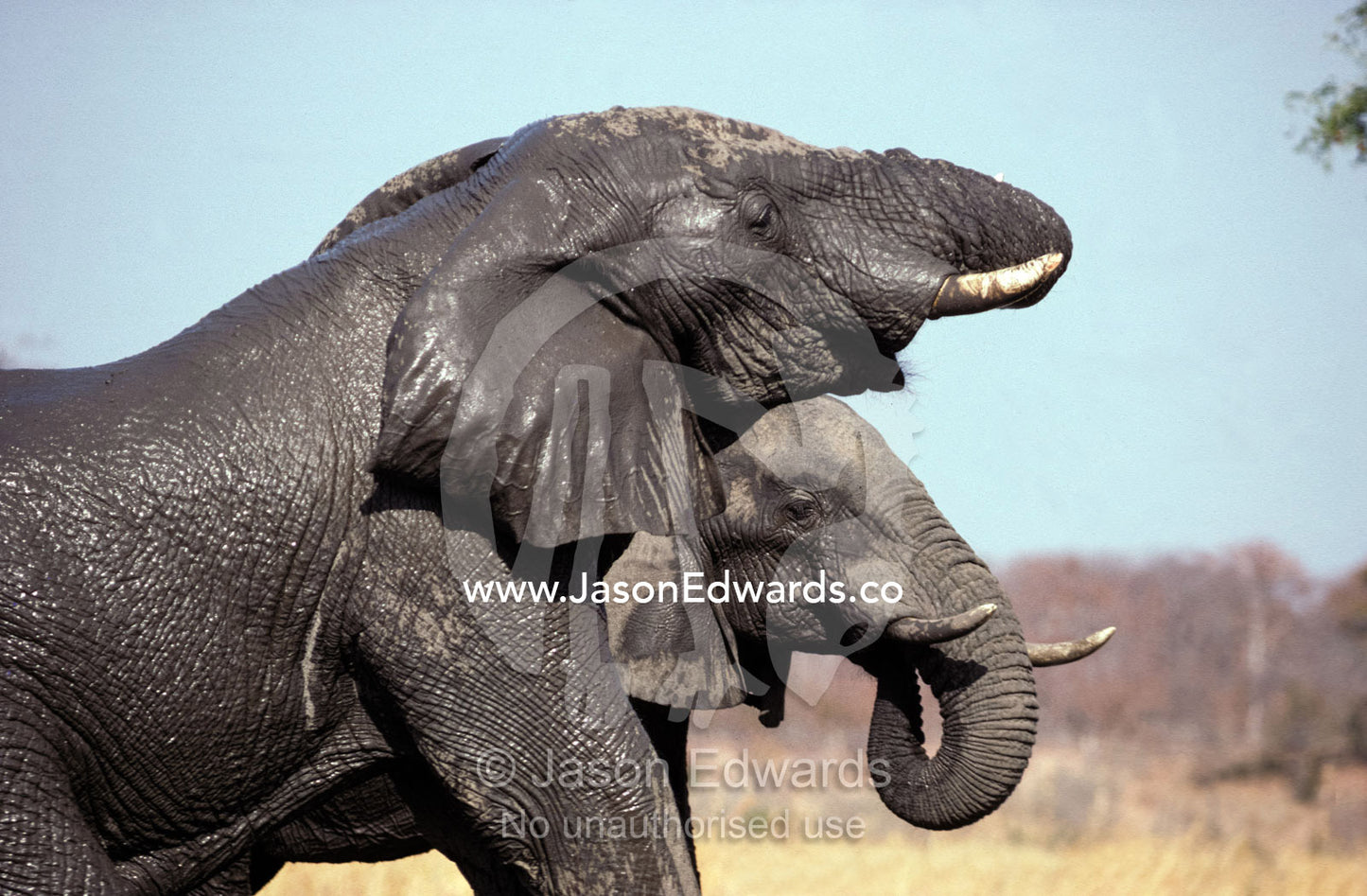 African Elephants drinking water through their trunks during the dry. Hwange National Park, Zimbabwe.