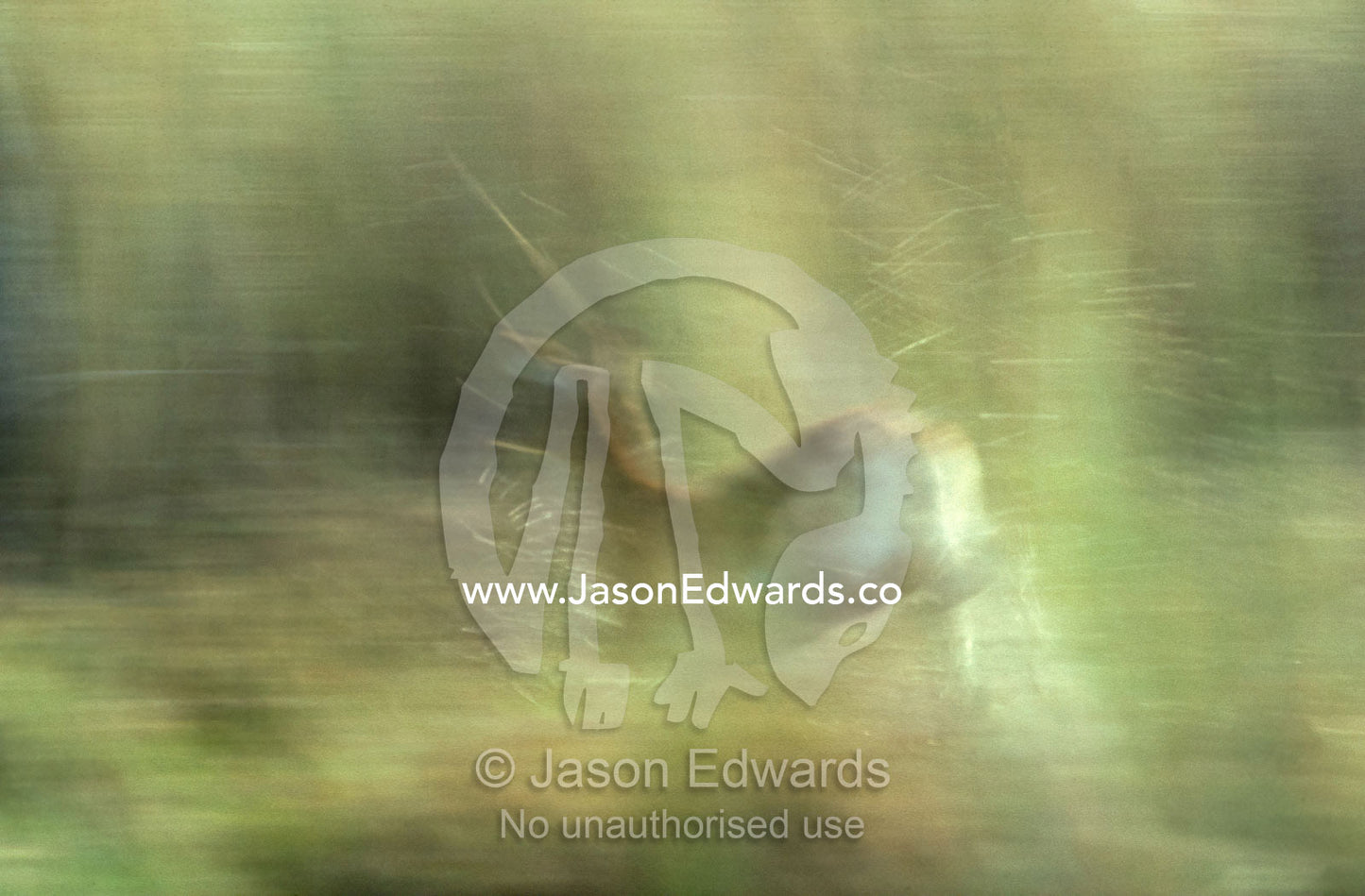 A female Red Lechwe running through a wetland swamp at sunset. Moremi National Park, Botswana.
