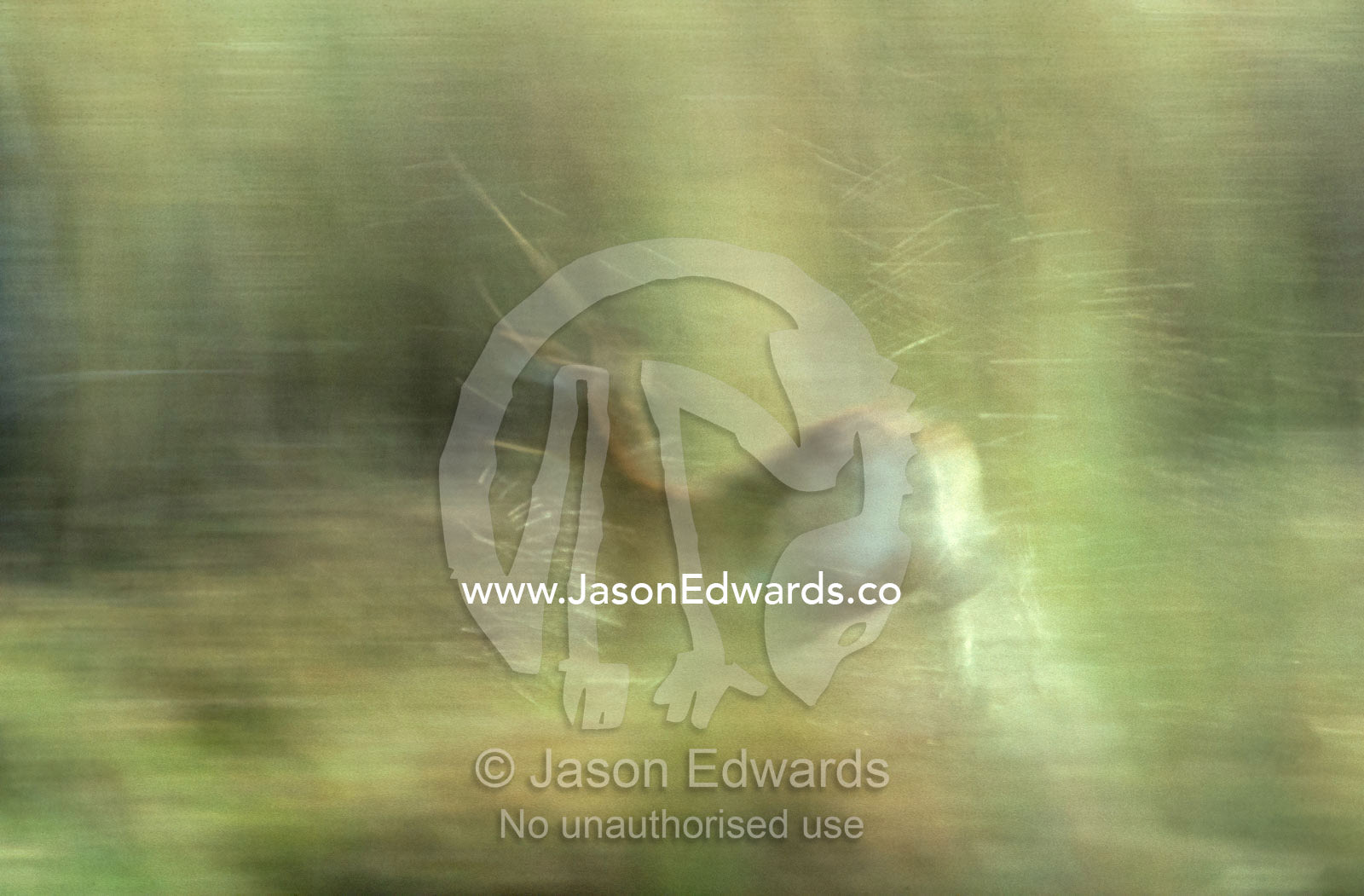 A female Red Lechwe running through a wetland swamp at sunset. Moremi National Park, Botswana.